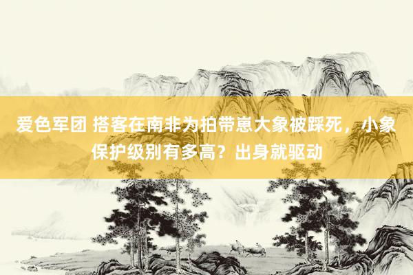 爱色军团 搭客在南非为拍带崽大象被踩死，小象保护级别有多高？出身就驱动