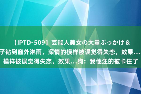 【IPTD-509】芸能人美女の大量ぶっかけ＆大量ごっくん AYA 狗子钻到窗外淋雨，深情的模样被误觉得失恋，效果…狗：我他汪的被卡住了